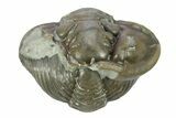 Wide, Enrolled Flexicalymene Trilobite - Indiana #287774-1